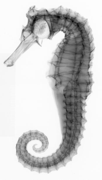 Media type: image;   Ichthyology 59348 Aspect: lateral,description